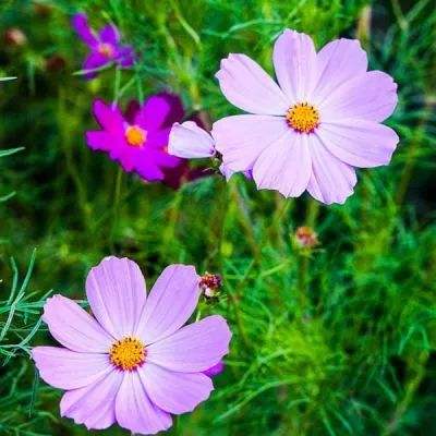 乐鱼竞彩官网app下载