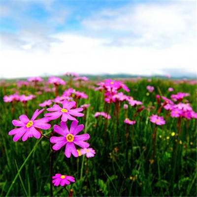 2023澳门资料大全正版手机app下载